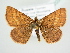  (Scopula rufinaria - BC ZSM Lep 83203)  @15 [ ] CreativeCommons - Attribution Non-Commercial Share-Alike (2014) Axel Hausmann/Bavarian State Collection of Zoology (ZSM) SNSB, Zoologische Staatssammlung Muenchen