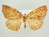  ( - BC ZSM Lep 83208)  @14 [ ] CreativeCommons - Attribution Non-Commercial Share-Alike (2014) Axel Hausmann/Bavarian State Collection of Zoology (ZSM) SNSB, Zoologische Staatssammlung Muenchen