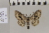  (Problepsis ocellata - BC ZSM Lep 83212)  @13 [ ] CreativeCommons - Attribution Non-Commercial Share-Alike (2014) Axel Hausmann/Bavarian State Collection of Zoology (ZSM) SNSB, Zoologische Staatssammlung Muenchen