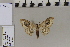 ( - BC ZSM Lep 83213)  @11 [ ] CreativeCommons - Attribution Non-Commercial Share-Alike (2014) Axel Hausmann/Bavarian State Collection of Zoology (ZSM) SNSB, Zoologische Staatssammlung Muenchen