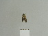  ( - BC ZSM Lep 84195)  @12 [ ] CreativeCommons - Attribution Non-Commercial Share-Alike (2014) Axel Hausmann/Bavarian State Collection of Zoology (ZSM) SNSB, Zoologische Staatssammlung Muenchen