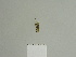  ( - BC ZSM Lep 84201)  @12 [ ] CreativeCommons - Attribution Non-Commercial Share-Alike (2014) Axel Hausmann/Bavarian State Collection of Zoology (ZSM) SNSB, Zoologische Staatssammlung Muenchen