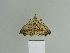  ( - BC ZSM Lep 84268)  @13 [ ] CreativeCommons - Attribution Non-Commercial Share-Alike (2014) Axel Hausmann/Bavarian State Collection of Zoology (ZSM) SNSB, Zoologische Staatssammlung Muenchen