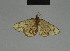  ( - BC ZSM Lep 84376)  @13 [ ] CreativeCommons - Attribution Non-Commercial Share-Alike (2014) Axel Hausmann/Bavarian State Collection of Zoology (ZSM) SNSB, Zoologische Staatssammlung Muenchen
