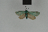  ( - BC ZSM Lep 84387)  @12 [ ] CreativeCommons - Attribution Non-Commercial Share-Alike (2014) Axel Hausmann/Bavarian State Collection of Zoology (ZSM) SNSB, Zoologische Staatssammlung Muenchen