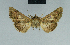  ( - BC ZSM Lep 84415)  @12 [ ] CreativeCommons - Attribution Non-Commercial Share-Alike (2014) Axel Hausmann/Bavarian State Collection of Zoology (ZSM) SNSB, Zoologische Staatssammlung Muenchen