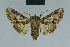  ( - BC ZSM Lep 84422)  @13 [ ] CreativeCommons - Attribution Non-Commercial Share-Alike (2014) Axel Hausmann/Bavarian State Collection of Zoology (ZSM) SNSB, Zoologische Staatssammlung Muenchen