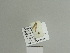  ( - BC ZSM Lep 84501)  @12 [ ] CreativeCommons - Attribution Non-Commercial Share-Alike (2014) Axel Hausmann/Bavarian State Collection of Zoology (ZSM) SNSB, Zoologische Staatssammlung Muenchen