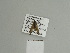 ( - BC ZSM Lep 84525)  @12 [ ] CreativeCommons - Attribution Non-Commercial Share-Alike (2014) Axel Hausmann/Bavarian State Collection of Zoology (ZSM) SNSB, Zoologische Staatssammlung Muenchen