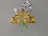  ( - BC ZSM Lep R 21068)  @12 [ ] CreativeCommons - Attribution Non-Commercial Share-Alike (2012) Axel Hausmann/Bavarian State Collection of Zoology (ZSM) SNSB, Zoologische Staatssammlung Muenchen