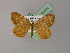  ( - BC ZSM Lep R 21070)  @13 [ ] CreativeCommons - Attribution Non-Commercial Share-Alike (2012) Axel Hausmann/Bavarian State Collection of Zoology (ZSM) SNSB, Zoologische Staatssammlung Muenchen