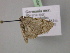  ( - BC ZSM Lep R 21076)  @11 [ ] CreativeCommons - Attribution Non-Commercial Share-Alike (2012) Axel Hausmann/Bavarian State Collection of Zoology (ZSM) SNSB, Zoologische Staatssammlung Muenchen