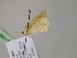  ( - BC ZSM Lep R 21098)  @12 [ ] CreativeCommons - Attribution Non-Commercial Share-Alike (2012) Axel Hausmann/Bavarian State Collection of Zoology (ZSM) SNSB, Zoologische Staatssammlung Muenchen