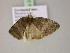  ( - BC ZSM Lep R 21457)  @12 [ ] CreativeCommons - Attribution Non-Commercial Share-Alike (2012) Axel Hausmann/Bavarian State Collection of Zoology (ZSM) SNSB, Zoologische Staatssammlung Muenchen