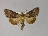  ( - BC ZSM Lep R 21616)  @15 [ ] CreativeCommons - Attribution Non-Commercial Share-Alike (2012) Axel Hausmann/Bavarian State Collection of Zoology (ZSM) SNSB, Zoologische Staatssammlung Muenchen