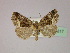  ( - BC ZSM Lep R 21617)  @13 [ ] CreativeCommons - Attribution Non-Commercial Share-Alike (2012) Axel Hausmann/Bavarian State Collection of Zoology (ZSM) SNSB, Zoologische Staatssammlung Muenchen