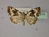  ( - BC ZSM Lep R 21619)  @14 [ ] CreativeCommons - Attribution Non-Commercial Share-Alike (2012) Axel Hausmann/Bavarian State Collection of Zoology (ZSM) SNSB, Zoologische Staatssammlung Muenchen