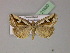  ( - BC ZSM Lep R 21620)  @14 [ ] CreativeCommons - Attribution Non-Commercial Share-Alike (2012) Axel Hausmann/Bavarian State Collection of Zoology (ZSM) SNSB, Zoologische Staatssammlung Muenchen