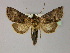  ( - BC ZSM Lep R 21622)  @14 [ ] CreativeCommons - Attribution Non-Commercial Share-Alike (2012) Axel Hausmann/Bavarian State Collection of Zoology (ZSM) SNSB, Zoologische Staatssammlung Muenchen