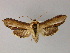  ( - BC ZSM Lep R 21639)  @14 [ ] CreativeCommons - Attribution Non-Commercial Share-Alike (2012) Axel Hausmann/Bavarian State Collection of Zoology (ZSM) SNSB, Zoologische Staatssammlung Muenchen