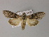  ( - BC ZSM Lep R 21640)  @13 [ ] CreativeCommons - Attribution Non-Commercial Share-Alike (2012) Axel Hausmann/Bavarian State Collection of Zoology (ZSM) SNSB, Zoologische Staatssammlung Muenchen