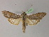  ( - BC ZSM Lep R 21642)  @14 [ ] CreativeCommons - Attribution Non-Commercial Share-Alike (2012) Axel Hausmann/Bavarian State Collection of Zoology (ZSM) SNSB, Zoologische Staatssammlung Muenchen