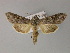  ( - BC ZSM Lep R 21643)  @14 [ ] CreativeCommons - Attribution Non-Commercial Share-Alike (2012) Axel Hausmann/Bavarian State Collection of Zoology (ZSM) SNSB, Zoologische Staatssammlung Muenchen