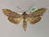  ( - BC ZSM Lep R 21644)  @14 [ ] CreativeCommons - Attribution Non-Commercial Share-Alike (2012) Axel Hausmann/Bavarian State Collection of Zoology (ZSM) SNSB, Zoologische Staatssammlung Muenchen