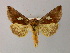  ( - BC ZSM Lep R 21657)  @14 [ ] CreativeCommons - Attribution Non-Commercial Share-Alike (2012) Axel Hausmann/Bavarian State Collection of Zoology (ZSM) SNSB, Zoologische Staatssammlung Muenchen
