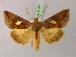  ( - BC ZSM Lep R 21658)  @15 [ ] CreativeCommons - Attribution Non-Commercial Share-Alike (2012) Axel Hausmann/Bavarian State Collection of Zoology (ZSM) SNSB, Zoologische Staatssammlung Muenchen