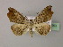  ( - BC ZSM Lep R 21663)  @13 [ ] CreativeCommons - Attribution Non-Commercial Share-Alike (2012) Axel Hausmann/Bavarian State Collection of Zoology (ZSM) SNSB, Zoologische Staatssammlung Muenchen
