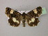  ( - BC ZSM Lep R 21664)  @13 [ ] CreativeCommons - Attribution Non-Commercial Share-Alike (2012) Axel Hausmann/Bavarian State Collection of Zoology (ZSM) SNSB, Zoologische Staatssammlung Muenchen