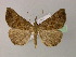  ( - BC ZSM Lep R 21668)  @14 [ ] CreativeCommons - Attribution Non-Commercial Share-Alike (2012) Axel Hausmann/Bavarian State Collection of Zoology (ZSM) SNSB, Zoologische Staatssammlung Muenchen