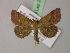  ( - BC ZSM Lep R 21669)  @13 [ ] CreativeCommons - Attribution Non-Commercial Share-Alike (2012) Axel Hausmann/Bavarian State Collection of Zoology (ZSM) SNSB, Zoologische Staatssammlung Muenchen