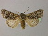  ( - BC ZSM Lep R 21679)  @14 [ ] CreativeCommons - Attribution Non-Commercial Share-Alike (2012) Axel Hausmann/Bavarian State Collection of Zoology (ZSM) SNSB, Zoologische Staatssammlung Muenchen