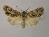  ( - BC ZSM Lep R 21680)  @14 [ ] CreativeCommons - Attribution Non-Commercial Share-Alike (2012) Axel Hausmann/Bavarian State Collection of Zoology (ZSM) SNSB, Zoologische Staatssammlung Muenchen