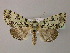  ( - BC ZSM Lep R 21682)  @13 [ ] CreativeCommons - Attribution Non-Commercial Share-Alike (2012) Axel Hausmann/Bavarian State Collection of Zoology (ZSM) SNSB, Zoologische Staatssammlung Muenchen