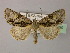  ( - BC ZSM Lep R 21690)  @13 [ ] CreativeCommons - Attribution Non-Commercial Share-Alike (2012) Axel Hausmann/Bavarian State Collection of Zoology (ZSM) SNSB, Zoologische Staatssammlung Muenchen