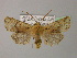  ( - BC ZSM Lep R 21695)  @13 [ ] CreativeCommons - Attribution Non-Commercial Share-Alike (2012) Axel Hausmann/Bavarian State Collection of Zoology (ZSM) SNSB, Zoologische Staatssammlung Muenchen