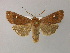  ( - BC ZSM Lep R 21700)  @11 [ ] CreativeCommons - Attribution Non-Commercial Share-Alike (2012) Axel Hausmann/Bavarian State Collection of Zoology (ZSM) SNSB, Zoologische Staatssammlung Muenchen