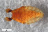  (Liponeura brevirostris - ZFMK-TIS-2554158)  @11 [ ] CreativeCommons - Attribution Share-Alike (2018) Unspecified Zoologisches Forschungsmuseum Alexander Koenig