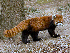  (Ailurus fulgens - AY598520)  @15 [ ] CreativeCommons - Attribution Non-Commercial Share-Alike (2012) Greg Hume Unspecified