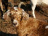  ( - HQ269438)  @15 [ ] CreativeCommons - Attribution Share-Alike (2012) Wikimedia Commons:fir0002 Unspecified
