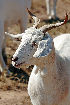  ( - HQ269436)  @15 [ ] CreativeCommons - Attribution Share-Alike (2012) Wikimedia Commons:fir0002 Unspecified