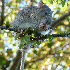  ( - DQ673912)  @15 [ ] CreativeCommons - Attribution Non-Commercial Share-Alike (2012) BioImages:Malcolm Storey BioImages