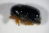  ( - GBOL_Col_FK_4543)  @12 [ ] CreativeCommons - Attribution Non-Commercial Share-Alike (2015) Unspecified SNSB, Zoologische Staatssammlung Muenchen