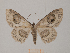  ( - ZSM-LEP-30102017)  @11 [ ] CreativeCommons - Attribution Non-Commercial Share-Alike (2016) SNSB, Staatliche Naturwissenschaftliche Sammlungen Bayerns ZSM (SNSB, Zoologische Staatssammlung Muenchen)