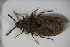  (Aradus dissimilis - CEHI_100)  @11 [ ] CreativeCommons - Attribution Non-Commercial Share-Alike (2015) Unspecified SNSB, Zoologische Staatssammlung Muenchen