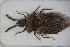  (Aradus spinicollis - CEHI_114)  @11 [ ] CreativeCommons - Attribution Non-Commercial Share-Alike (2015) Unspecified SNSB, Zoologische Staatssammlung Muenchen