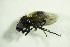  ( - GBOL07175)  @12 [ ] CreativeCommons - Attribution Non-Commercial Share-Alike (2015) Unspecified SNSB, Zoologische Staatssammlung Muenchen